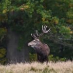 Šiaurinis elnias: gyvenimo būdas ir prisitaikymas prie šalčio