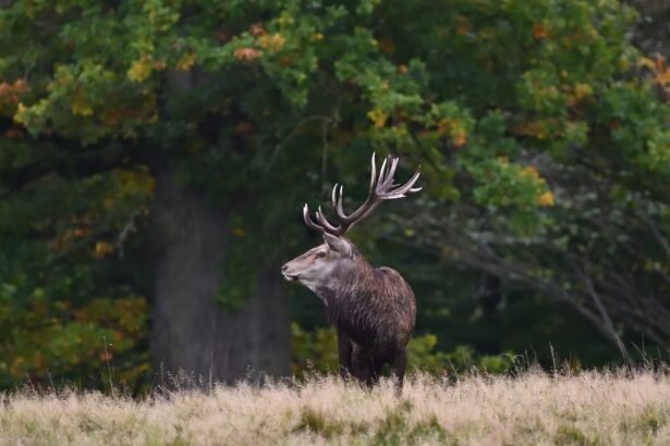 Šiaurinis elnias: gyvenimo būdas ir prisitaikymas prie šalčio