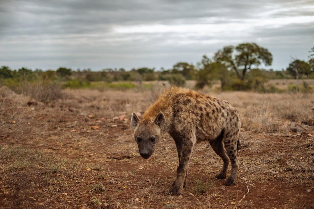 Gyvenamoji aplinka ir paplitimas