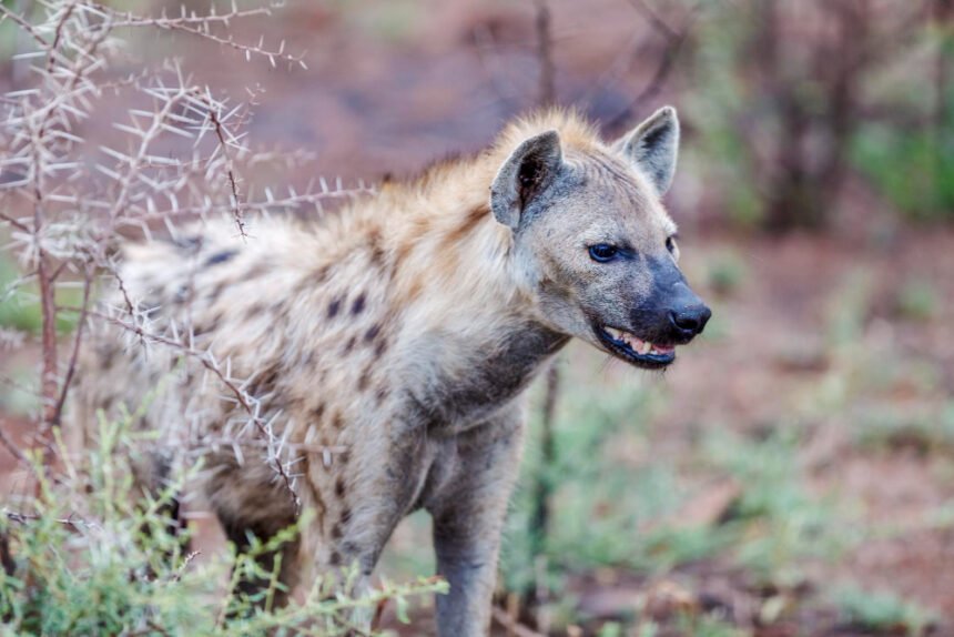 Dėmėtoji hiena: išvaizda, elgsena ir gyvenamoji aplinka