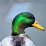 Kuo lesinti namines antis