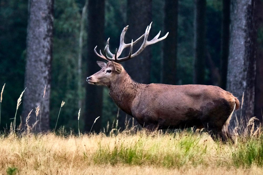 Žmogaus vaidmuo elnių populiacijos valdyme