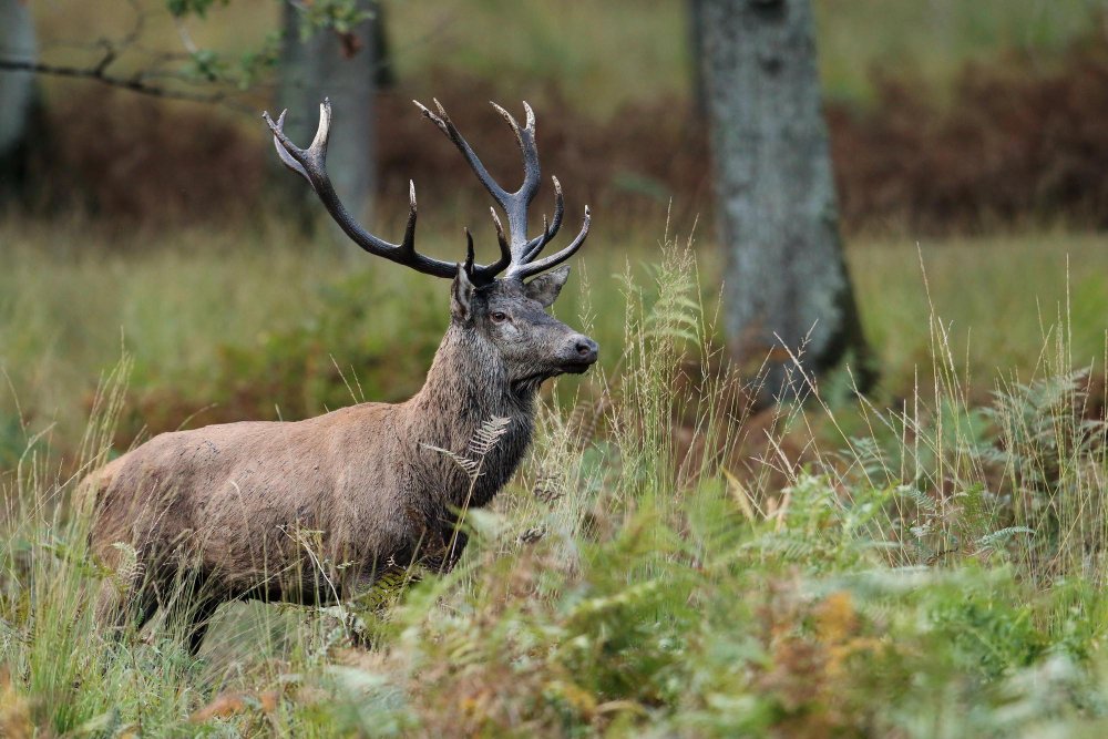 Ateities perspektyvos Lietuvos elniams