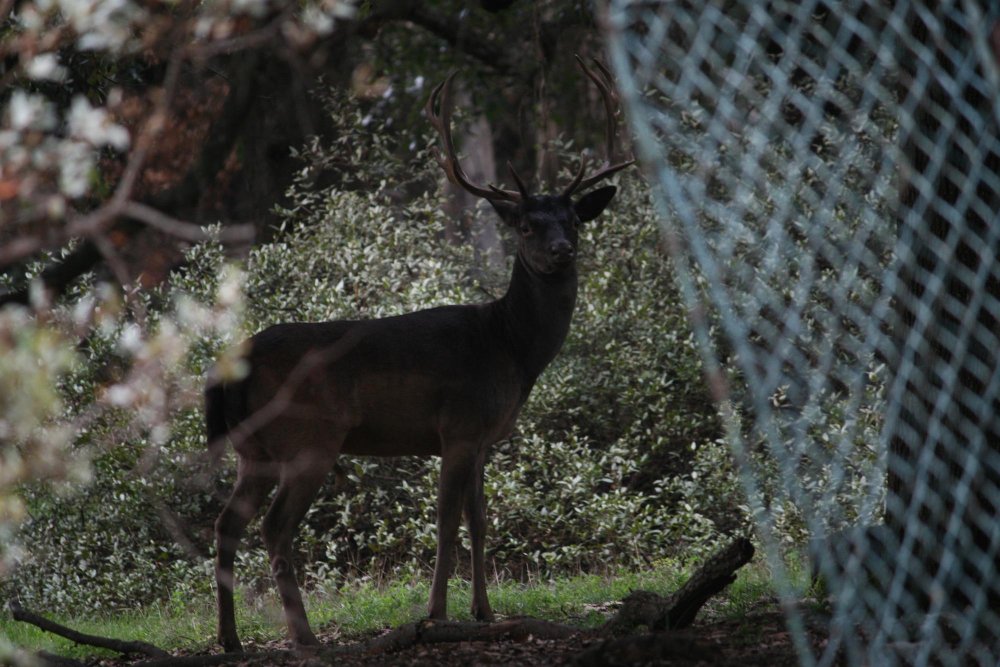 Elnio medžioklė Lietuvoje: kada, kam ir kokiomis sąlygomis leidžiama