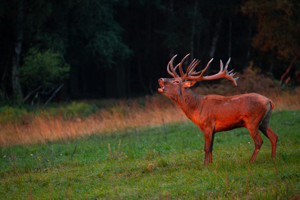 Kodėl elniai riaumoja: biologinė ir elgsenos prasmė