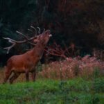 Elnio ruja: kada vyksta ir kodėl elniai riaumoja