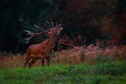 Elnio ruja: kada vyksta ir kodėl elniai riaumoja