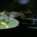 Varlės Lietuvoje: rūšys, paplitimas ir ypatumai