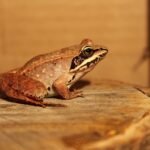 Ar Lietuvoje yra nuodingų varlių? Faktai ir mitai