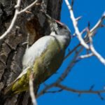 Geniai Lietuvoje: rūšys, skirtumai ir paplitimas