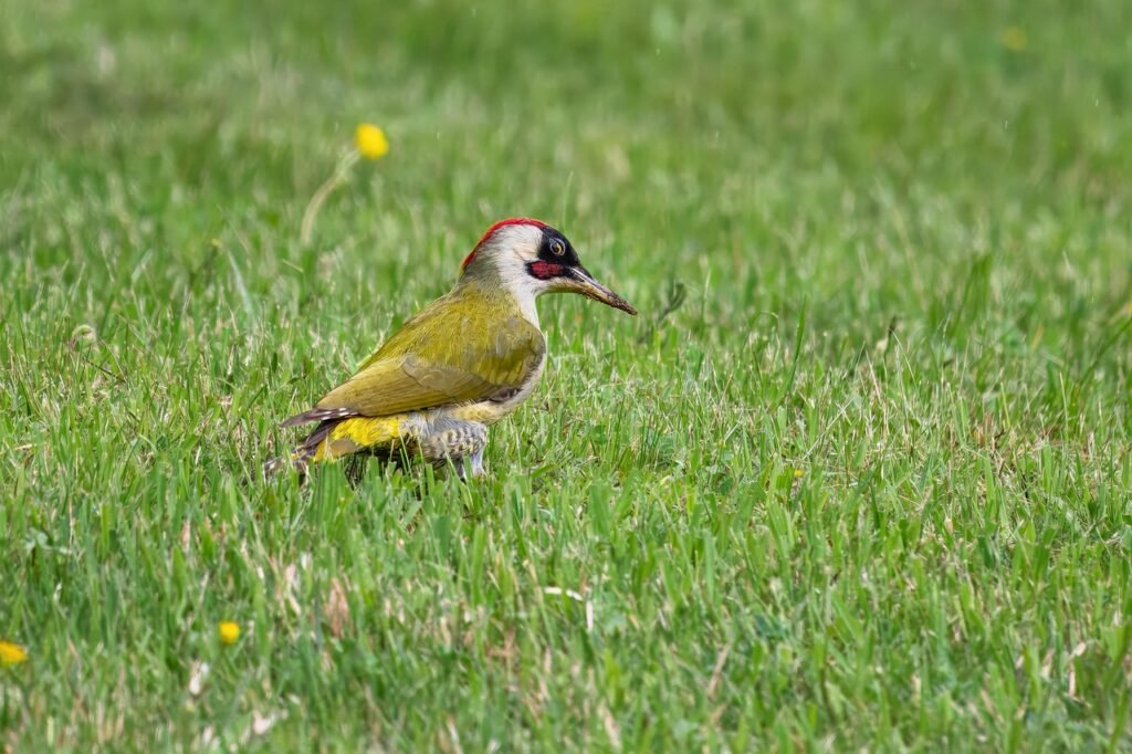 Grėsmės ir apsauga