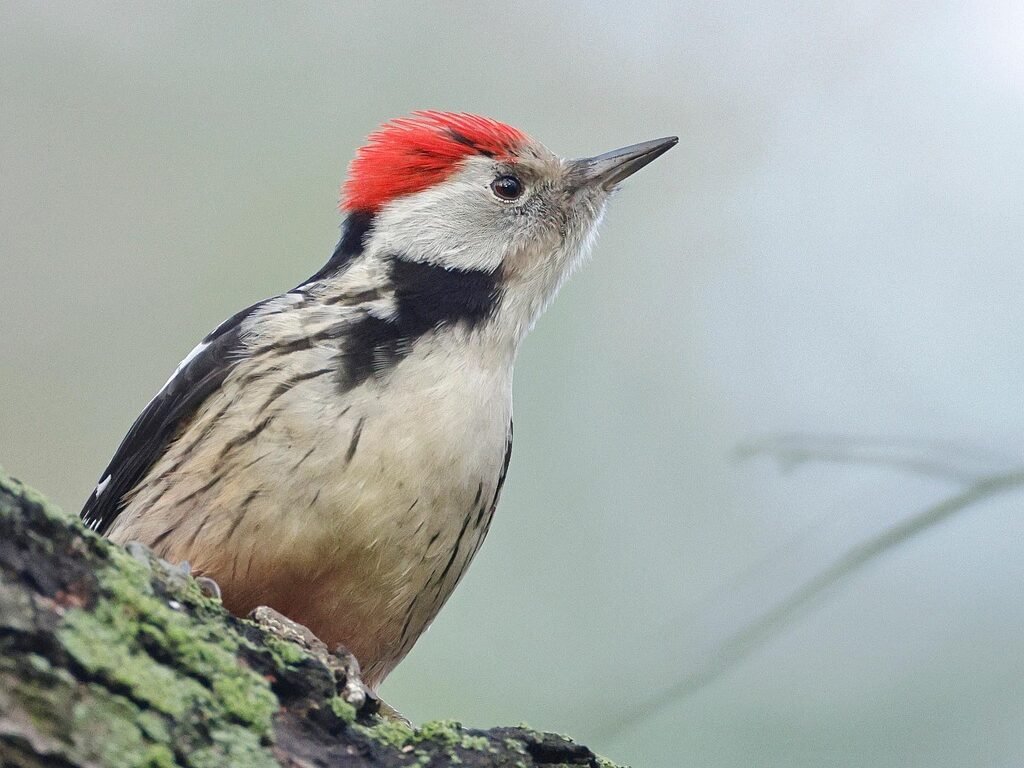 Genio gyvenimo būdas ir mityba