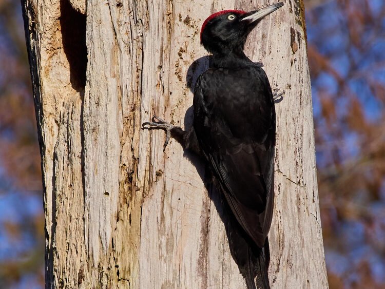 Kaip atpažinti genį pagal išvaizdą ir balsą