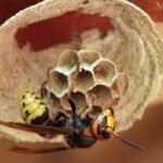 Kuo skiriasi vapsva, širšė ir bitė: išvaizda, elgsena, įgėlimai ir pavojus žmonėms bei gyvūnams