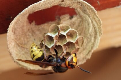 Kuo skiriasi vapsva, širšė ir bitė: išvaizda, elgsena, įgėlimai ir pavojus žmonėms bei gyvūnams