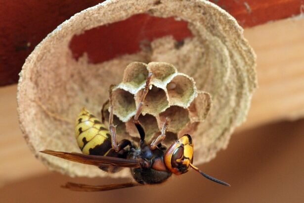 Kuo skiriasi vapsva, širšė ir bitė: išvaizda, elgsena, įgėlimai ir pavojus žmonėms bei gyvūnams