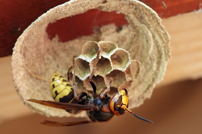 Kuo skiriasi vapsva, širšė ir bitė: išvaizda, elgsena, įgėlimai ir pavojus žmonėms bei gyvūnams