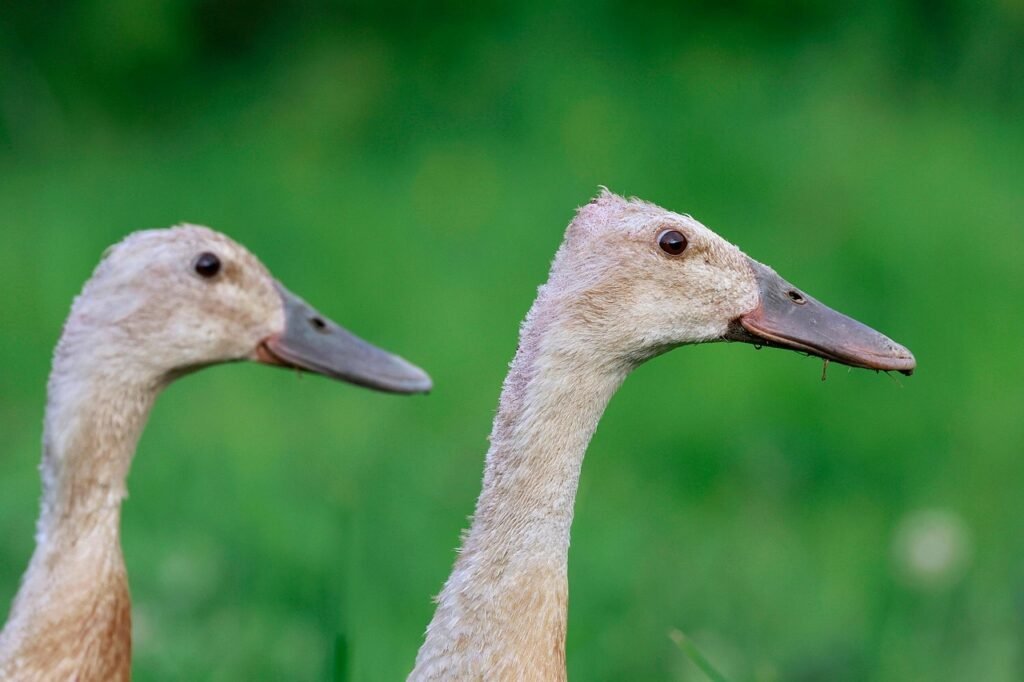 Bėgikių ančių auginimas: laikymo sąlygos ir aplinka