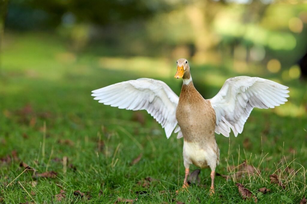 Bėgikių ančių priežiūra ir mityba