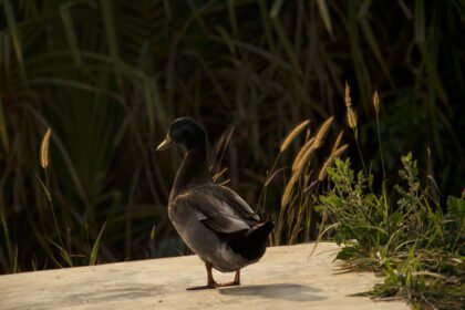 Juoda antis: išvaizda ir ypatybės