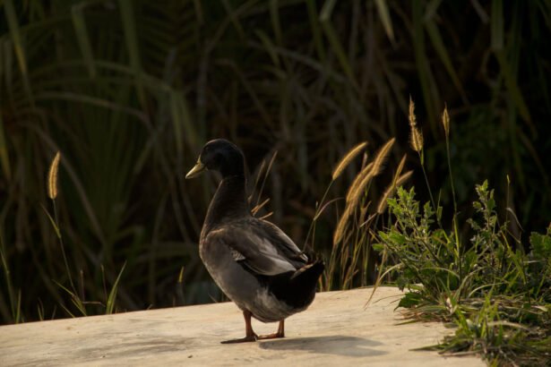 Juoda antis: išvaizda ir ypatybės