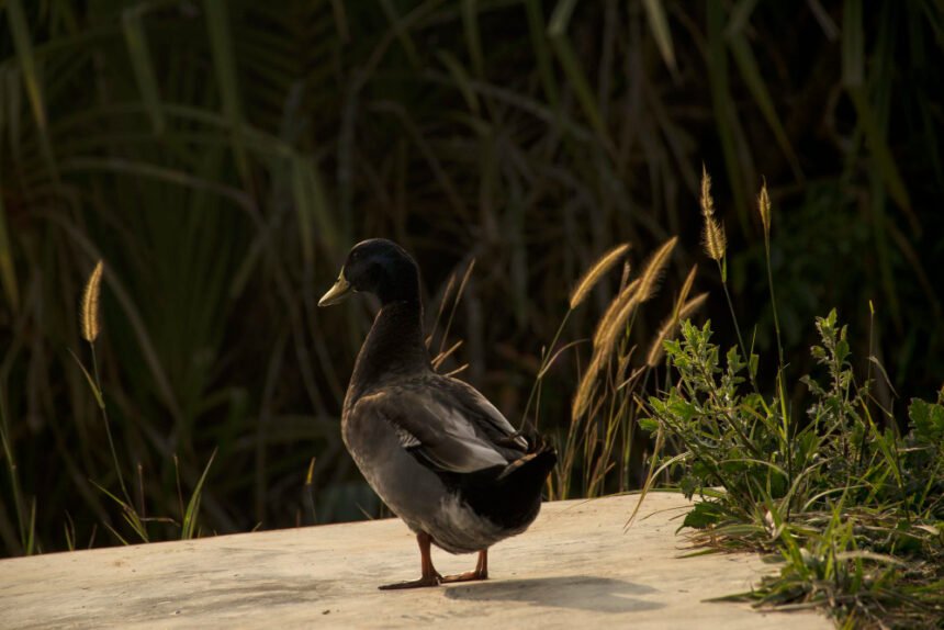 Juoda antis: išvaizda ir ypatybės