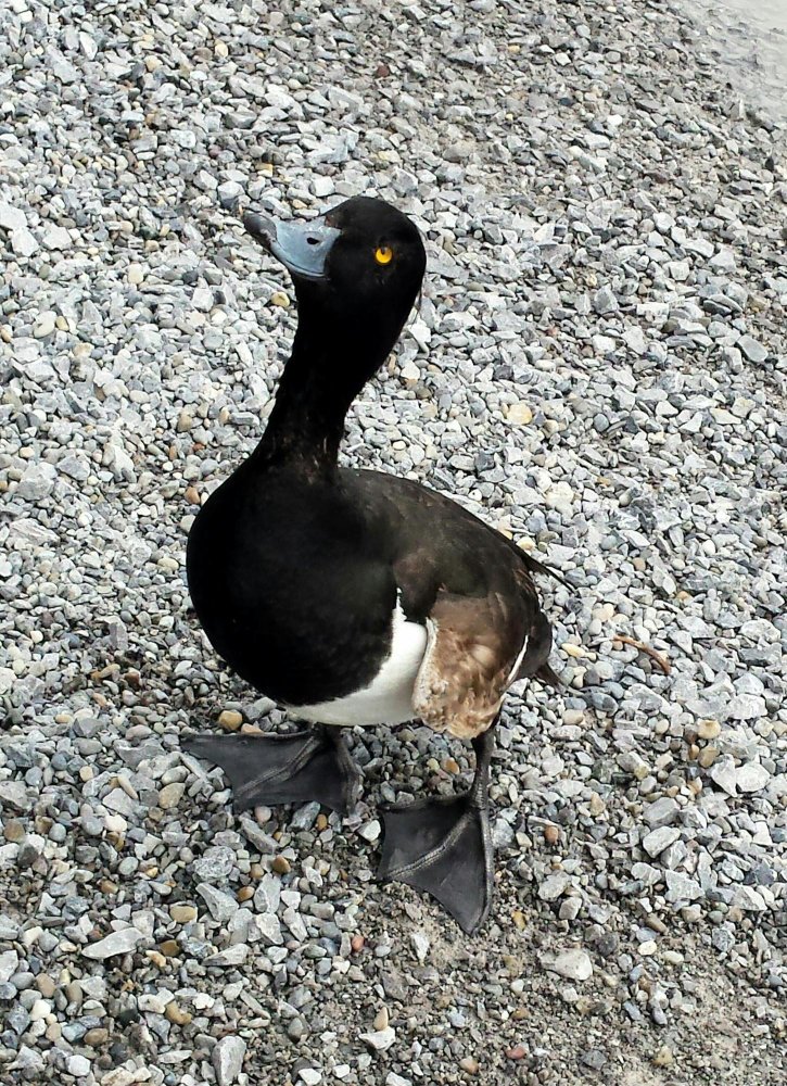 Juodos anties elgsena ir būdo ypatybės