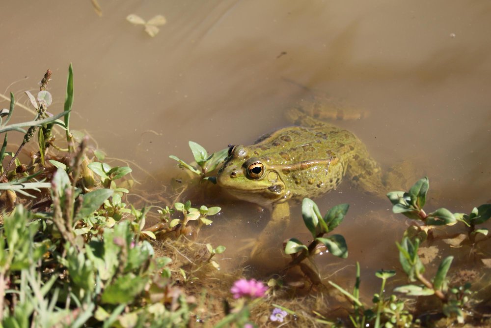 Jaunos varlytės mityba po metamorfozės