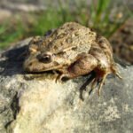 Ką valgo varlės: mityba skirtingais gyvenimo etapais