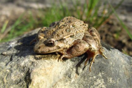 Ką valgo varlės: mityba skirtingais gyvenimo etapais