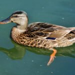 Kaip antis prisitaikiusi gyventi vandenyje