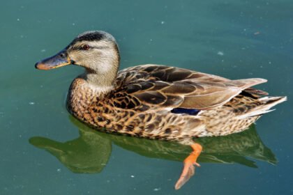 Kaip antis prisitaikiusi gyventi vandenyje