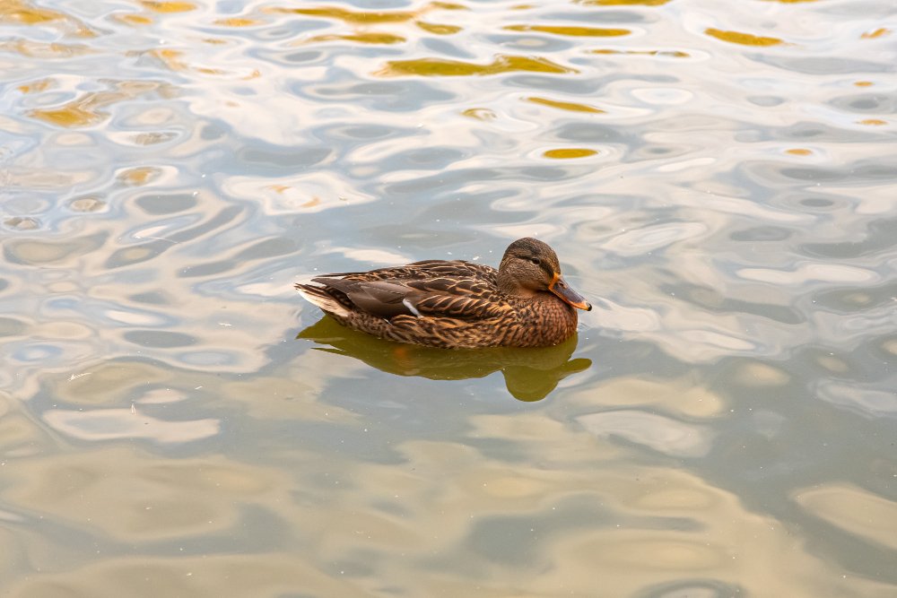 Anties elgsena ir kasdieniai įpročiai vandenyje