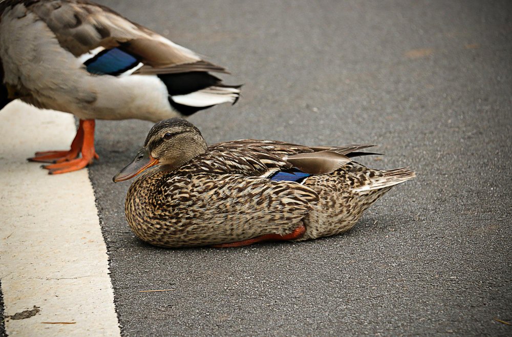 Anties kojos ir plaukimo mechanizmas