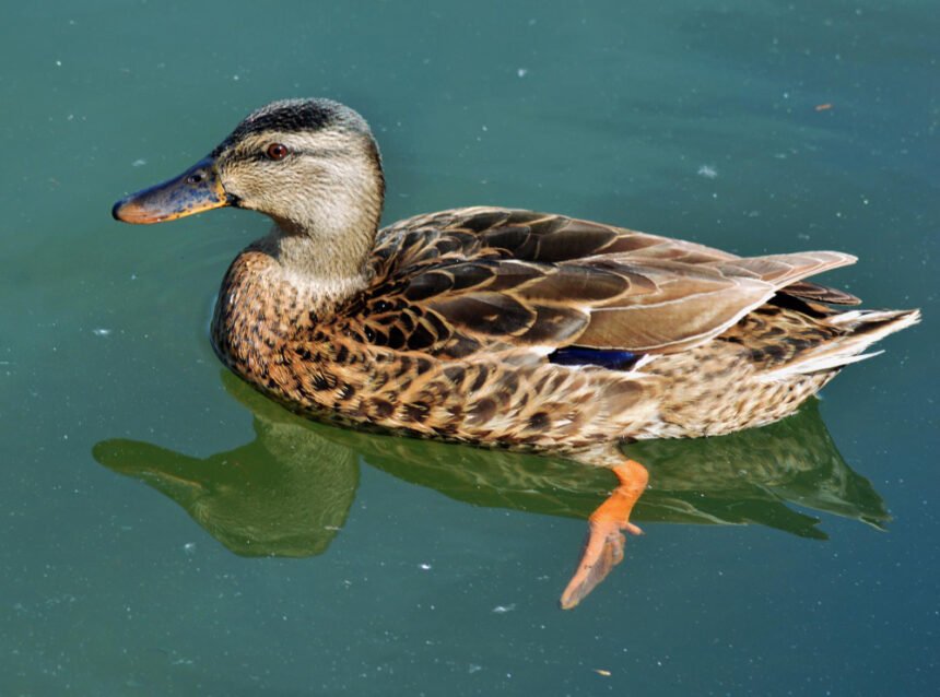 Kaip antis prisitaikiusi gyventi vandenyje