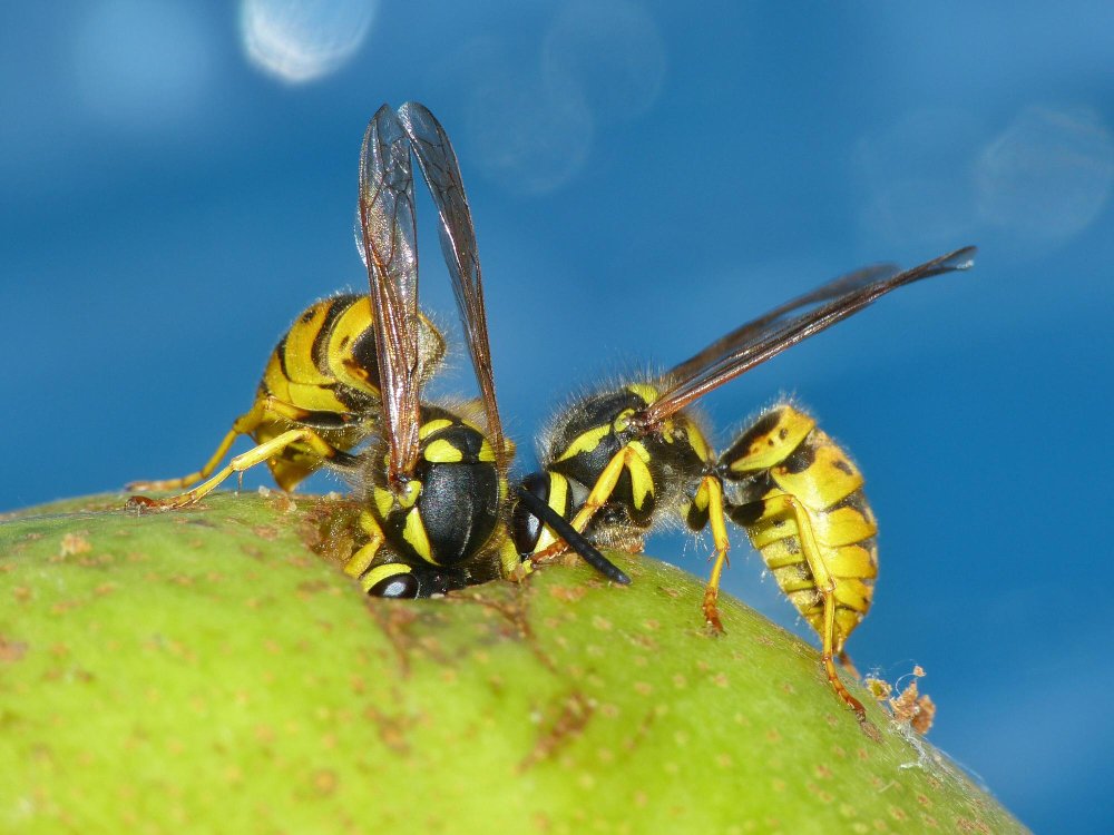 Kaip atsikratyti vapsvų namuose ir kieme