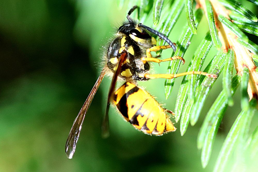 Kodėl vapsvos apsigyvena šalia žmonių?