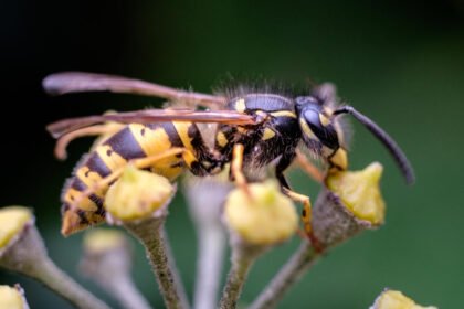 Kaip atsikratyti vapsvų: veiksmingi ir saugūs būdai