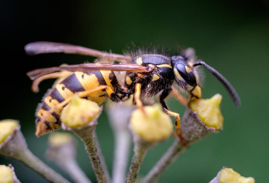 Kaip atsikratyti vapsvų: veiksmingi ir saugūs būdai