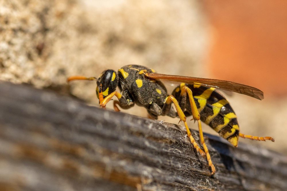 Dažniausios klaidos bandant naikinti vapsvas