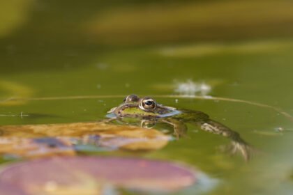 Kaip išnaikinti varles tvenkinyje