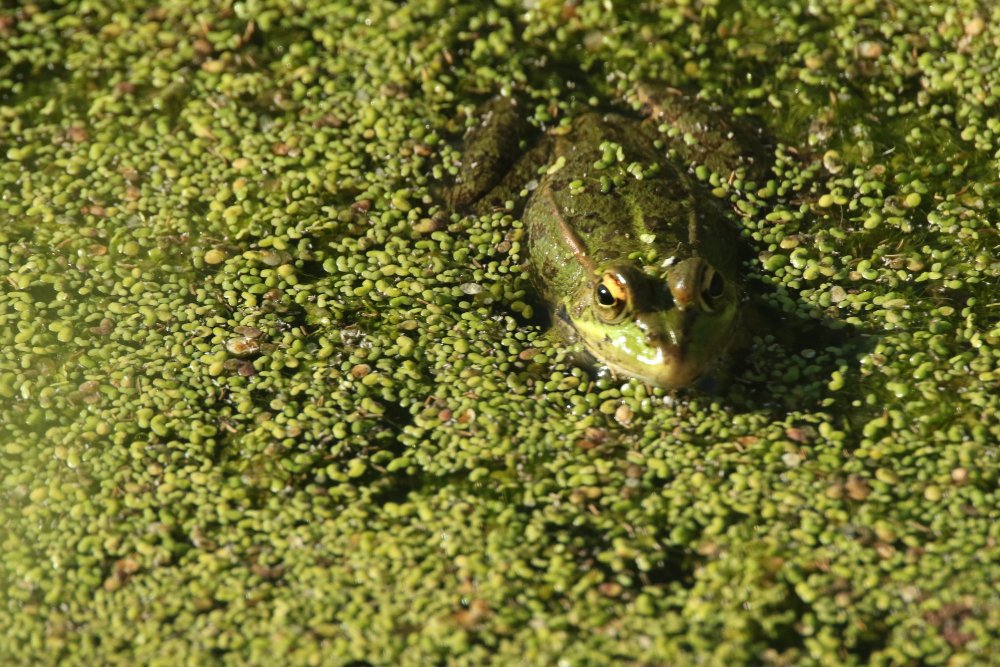 Ko jokiu būdu negalima daryti