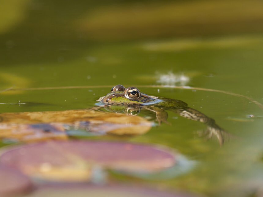 Kaip išnaikinti varles tvenkinyje