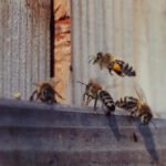 Kaip pašalinti bites iš namo: saugūs ir atsakingi sprendimai