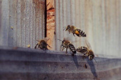 Kaip pašalinti bites iš namo: saugūs ir atsakingi sprendimai