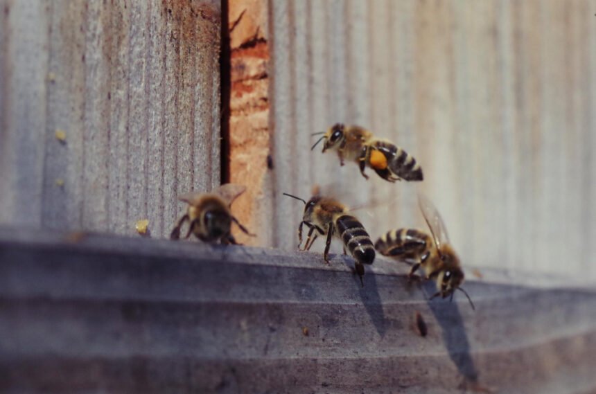 Kaip pašalinti bites iš namo: saugūs ir atsakingi sprendimai