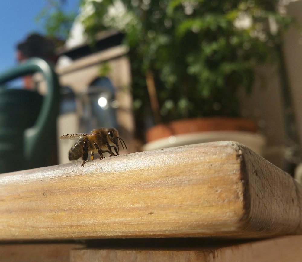 Kaip spręsti bičių apsigyvenimo name problemą teisingai?