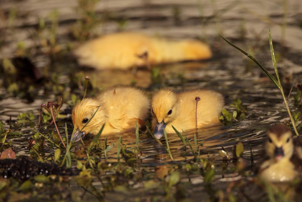 Ką svarbu žinoti apie ančių perėjimo trukmę?