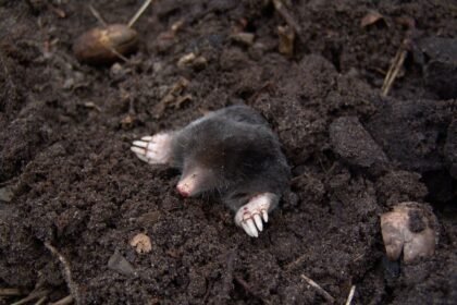 Kiek metų gyvena kurmis?