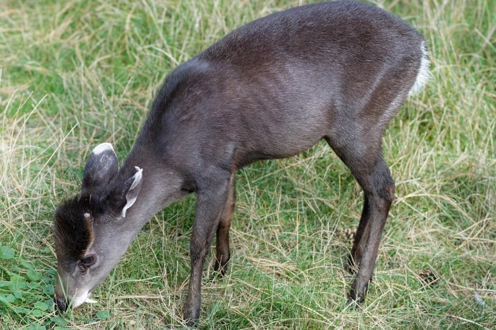 Kuoduotasis elnias – paslaptingasis miškų gyventojas